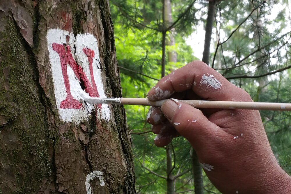 Detailaufnahme einer Hand, die ein rotes N auf den weißen Hintergrund der Wegmarkierung malt. Die Markierung befindet sich auf der Rinde eines Baums.