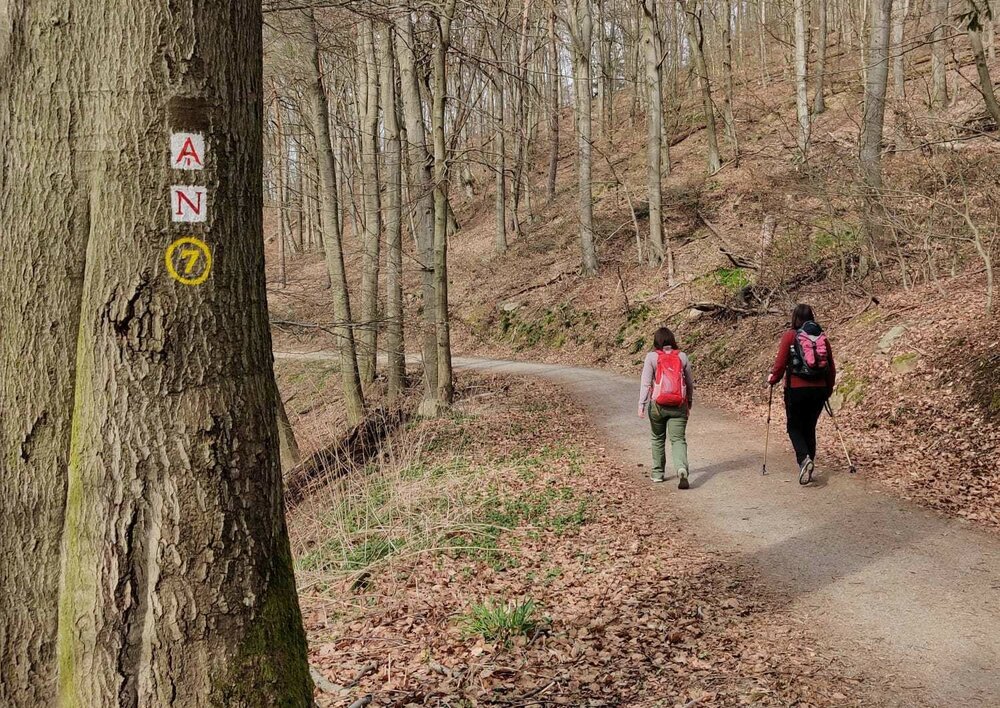 Zwei Wanderinnen laufen im Wald auf dem Nibelungensteig, vorbei an einem Baum auf dem das Wegzeichen, ein Rotes N auf weißem Hintergrund aufgemalt ist..