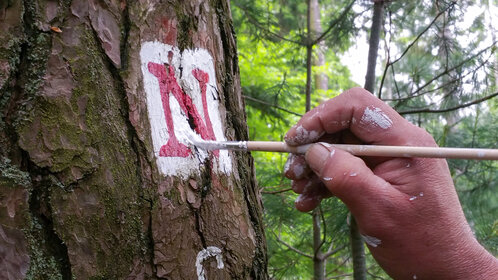Als Wegmarkierung wird auf einen Baum mit einem Pinsel ein rotes N auf weißem Hintergrund gemalt 